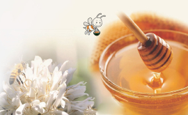 Khám phá thú vị về loài ong